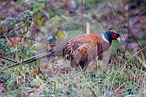 The common pheasant;Phasianus colchicus colchicus& x29; is a bird ... Of polygamous nature.