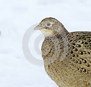 Common pheasant (Phasianus colchicus) female closeup in winter.