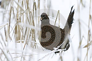 Common pheasant (Phasianus colchicus) female walking in deep snow.