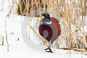 Common Pheasant, Phasianus colchicus. On a frosty winter morning, a bird stands in the snow