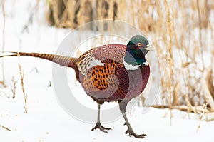 Common Pheasant, Phasianus colchicus. On a frosty winter morning, a bird stands in the snow
