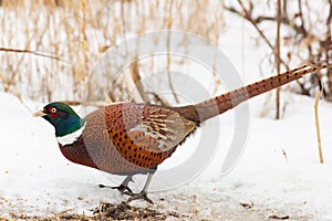Common Pheasant, Phasianus colchicus. On a frosty winter morning, a bird stands in the snow and eats plant seeds