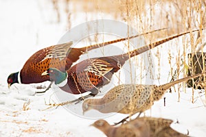 Common Pheasant, Phasianus colchicus. On a frosty winter morning, a bird stands in the snow and eats plant seeds