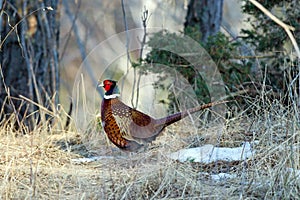 Common Pheasant (Phasianus colchicus), male