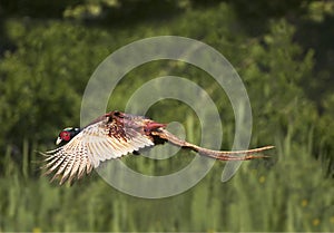 Common Pheasant, phasianus colchicus, Male in Flight, Normandy in France