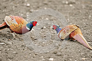 Common Pheasant (Phasianus colchicus) photo