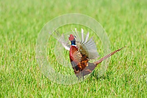 Common Pheasant (Phasianus colchicus) photo