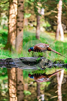 Common Pheasant Phasianus colchicus