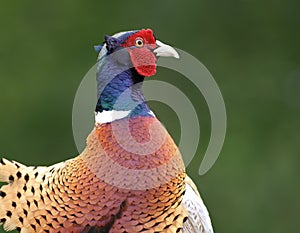 Common pheasant