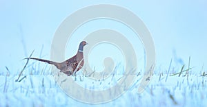 Common Pheasant Phasianus colchicus running across a snowy field