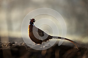 common pheasant, phasianus colchicus
