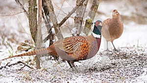 Common pheasant Phasianus colchicus in the wild