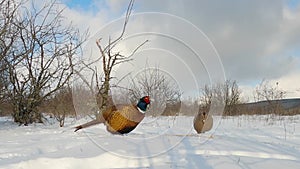 Common pheasant Phasianus colchicus in the wild. Birds looking food in the forest in winter.