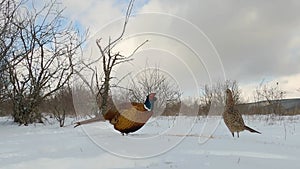 Common pheasant Phasianus colchicus in the wild. Birds looking food in the forest in winter.