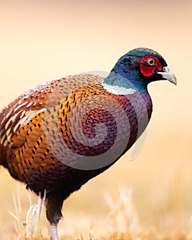 Common pheasant Phasianus colchius Ring-necked pheasant in natural habitat