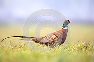 Common pheasant Phasianus colchius Ring-necked pheasant in natural habitat, grassland in early winter