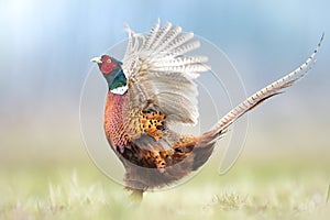 Common pheasant Phasianus colchius Ring-necked pheasant in natural habitat, grassland in early winter