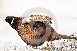 Common pheasant Phasianus colchius Ring-necked pheasant in natural habitat, winter time, snow