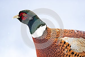 Common pheasant Phasianus colchius Ring-necked pheasant in natural habitat, winter time, snow