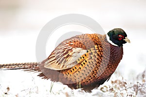 Common pheasant Phasianus colchius Ring-necked pheasant in natural habitat, winter time, snow