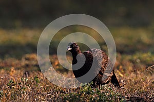 Common Pheasant - Phasianus tenebrosus female photo