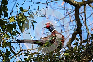Common Pheasant resting in an Oak tree in wintertime