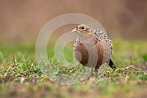 Common pheasant sitting on meadow in autumn nature