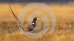 Common pheasant standing on field igolden hour with copy space