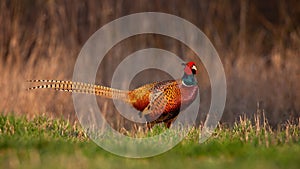 Common pheasant standing on field in spring nature
