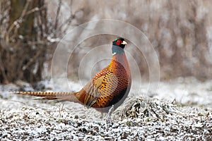 Common pheasant standing on fozen grass in winter. photo