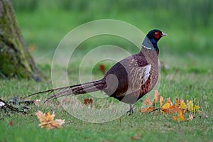 Common pheasant walking around in the park