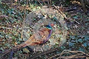 Common pheasant walking through a deciduous forest