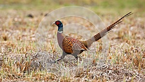 Common pheasant walking on field in agriculture land