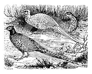 Common Pheasants, vintage illustration