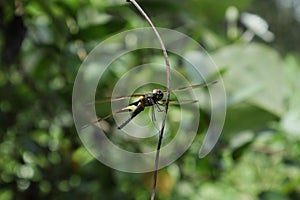 A Common Picture Wing dragonfly (Rhyothemis Variegata) on a hanging vine stem