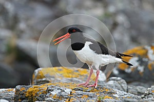 Common pied oystercatcher