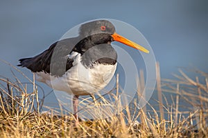 Common pied oystercatcher