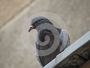 Common pigeon looking down at the camera