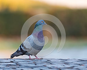 Common Pigeon Resting on the Cubic Stone Background in the Morning