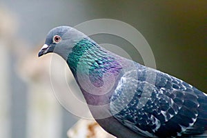 A common pigeon rock dove