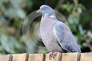 Common pigeon sat on a fence