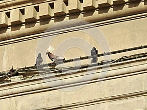 Common pigeons in Bologna