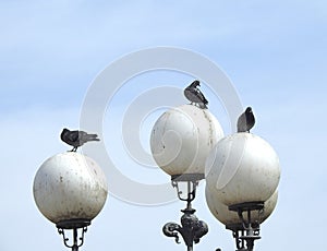 Common pigeons on lamps