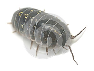 Common pill bug, Armadillidium vulgare isolated on white background