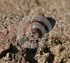 Common Pill Woodlouse