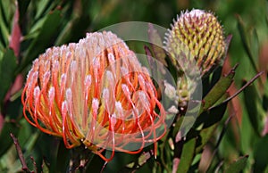 Common pincushion protea