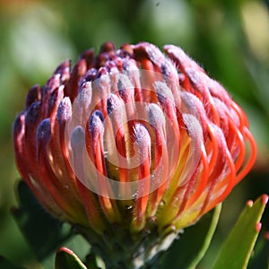 Common pincushion protea