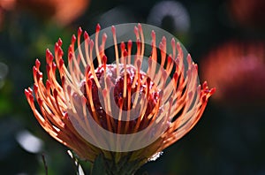 Common pincushion protea