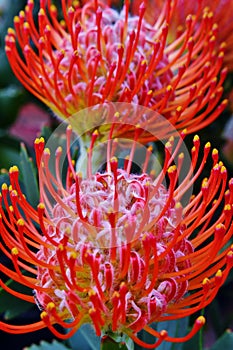 Common pincushion protea photo