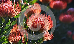 Common pincushion proteas